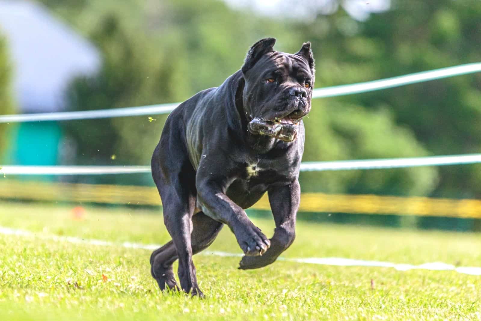 cane corso competing in lure coursing competition