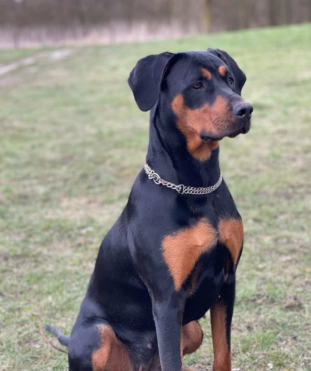 cane corso doberman mix