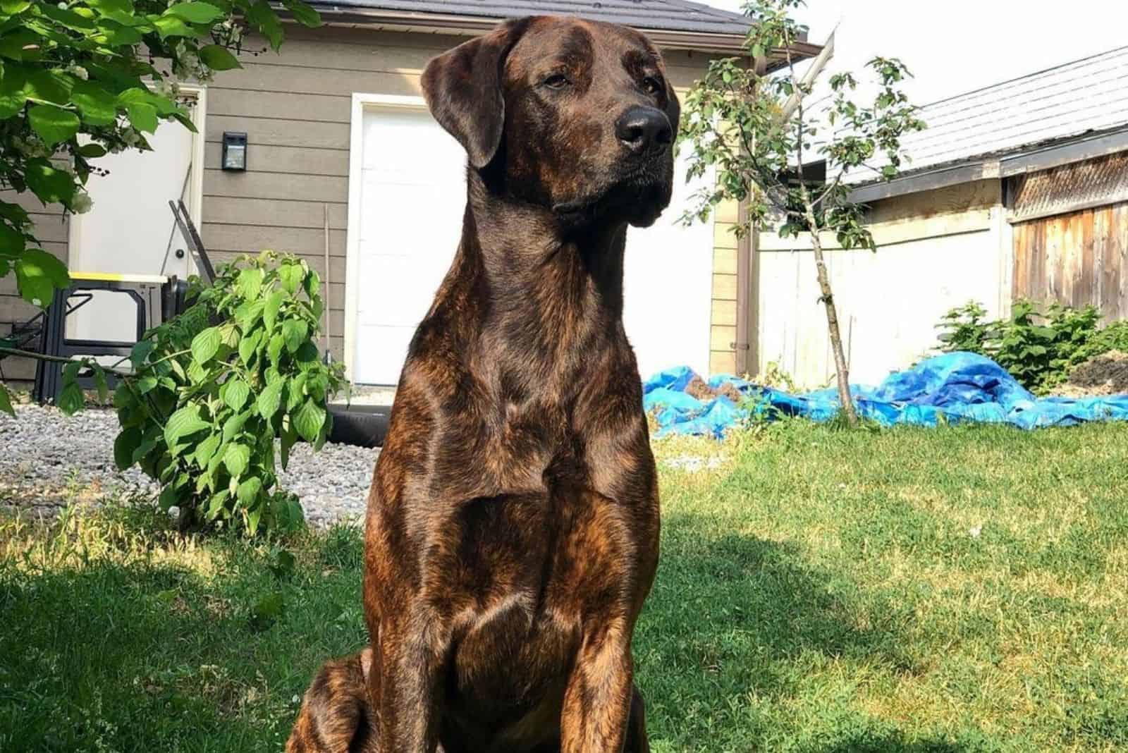 cane corso doberman mix dog