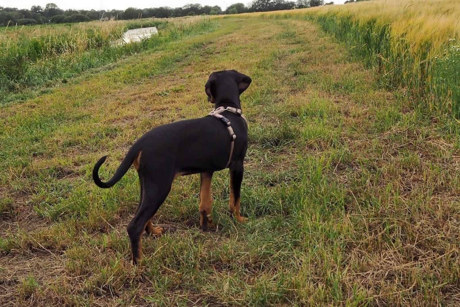 cane corso doberman mix exercise