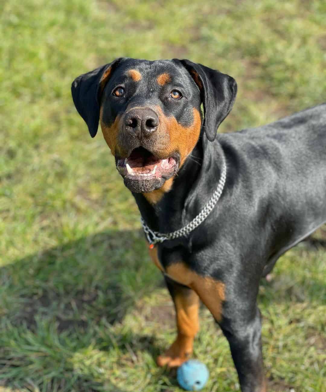 cane corso doberman mix