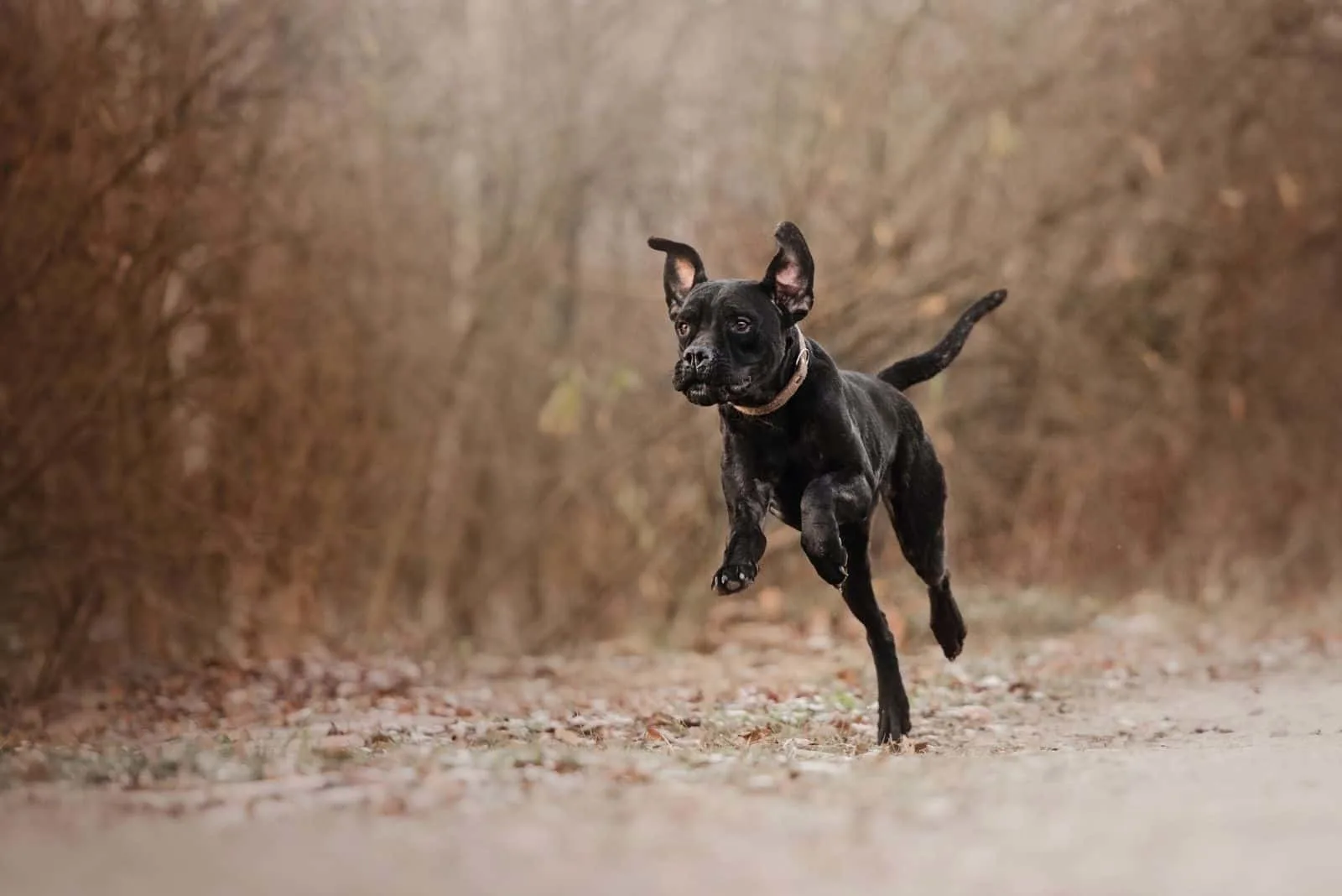 cane corso dog running in the forest 
