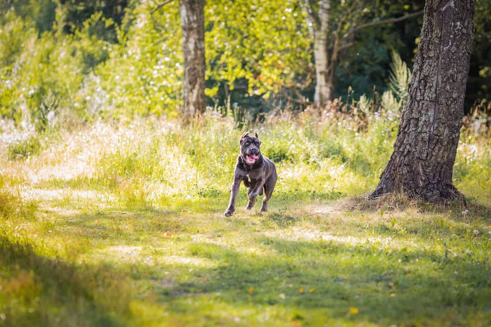 Pitbull Mixed Cane Corso