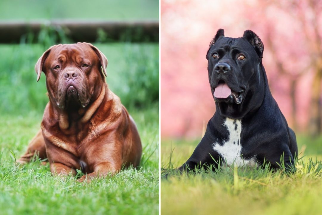 18 Cane Corso Mixes You Need To Check Out Today