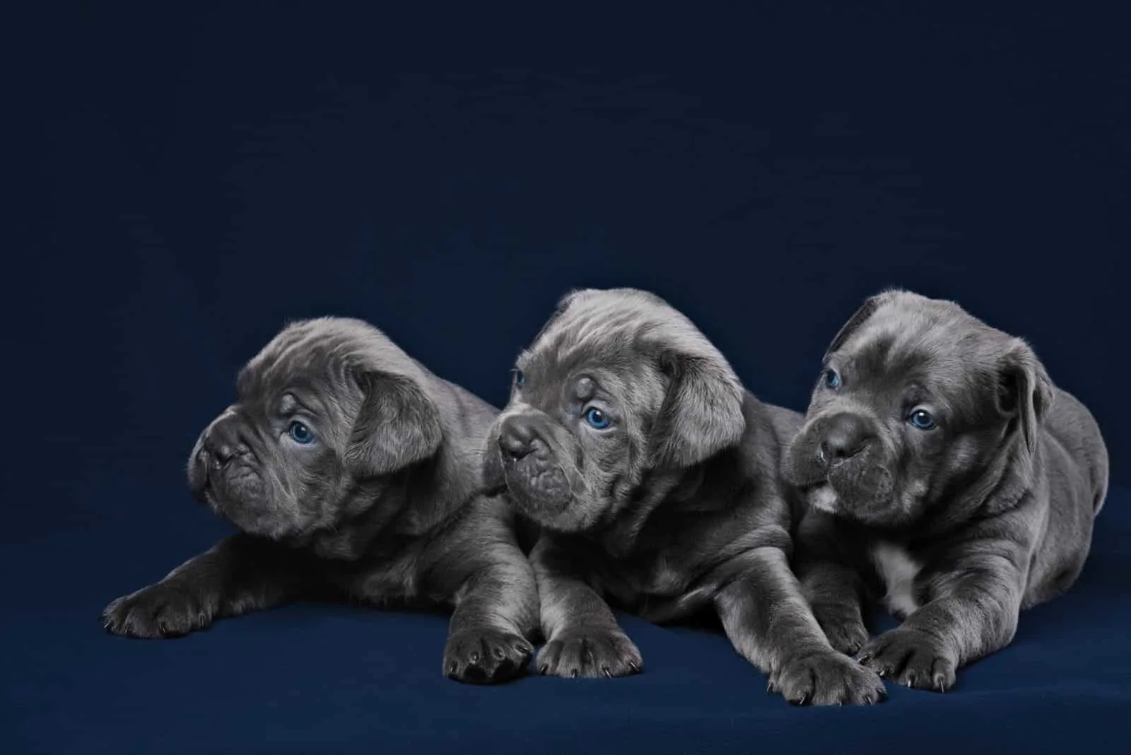 cane corso great dane puppies in black background