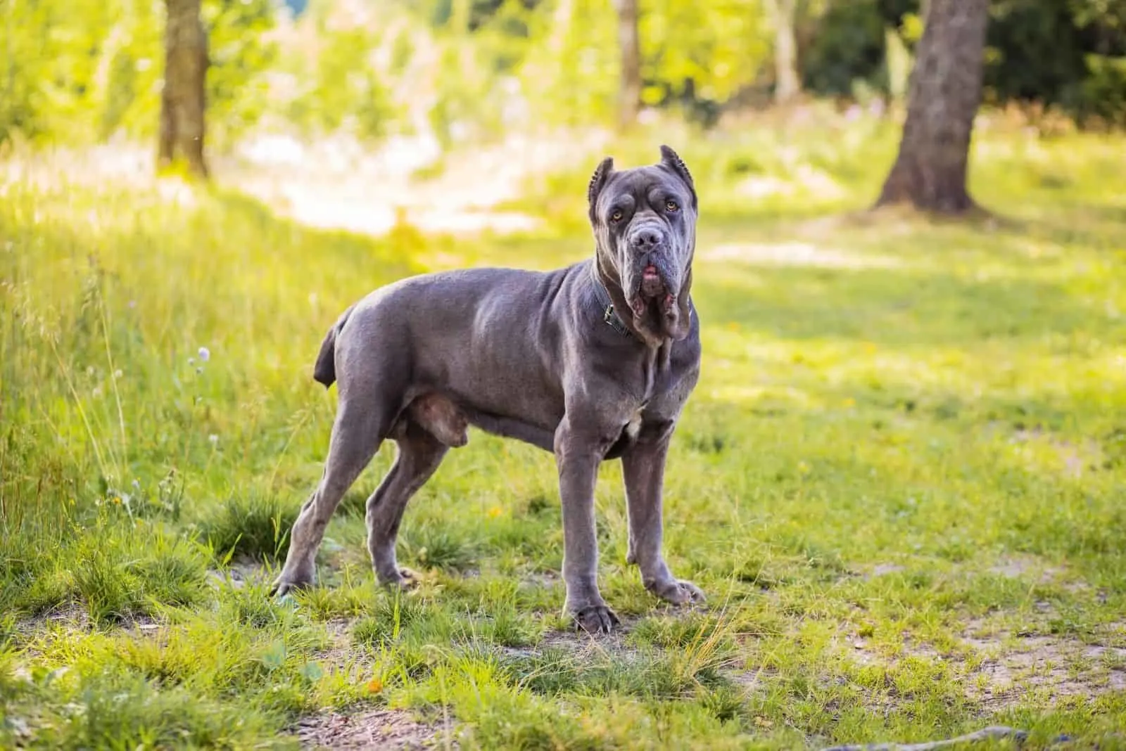 cane corso great dane mix standing in the middle of the forest