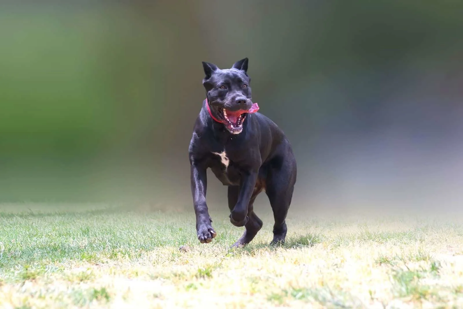 cane corso jumping and running in blurred background outdoors 