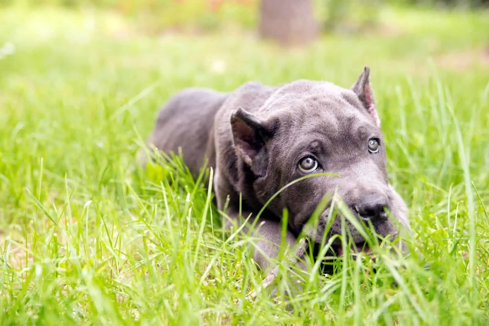 cane corso mix puppy dog lying on the ground outdoors