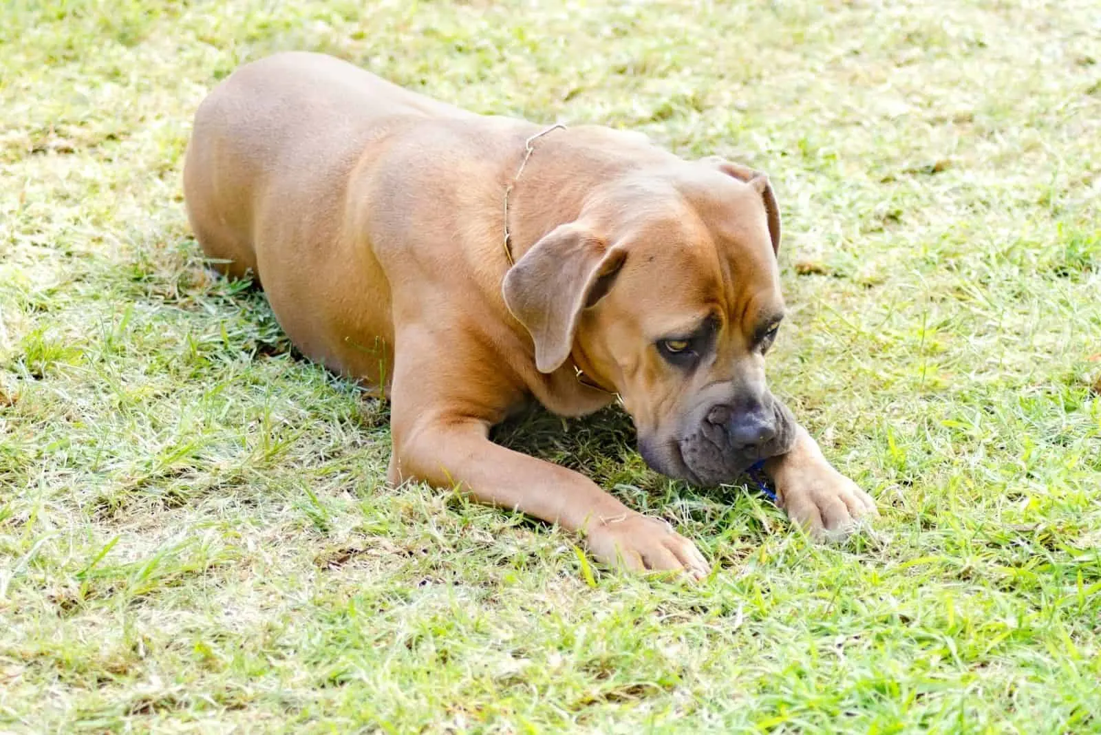 cane corso mixed breed dog eating grass while lying down