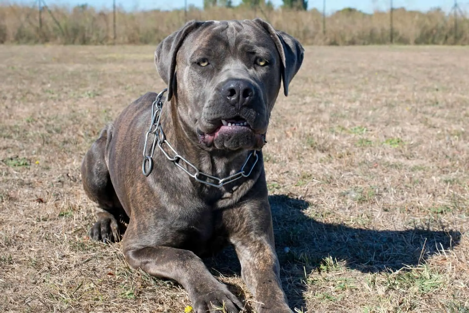 cane corso mixed dog lying down on the ground