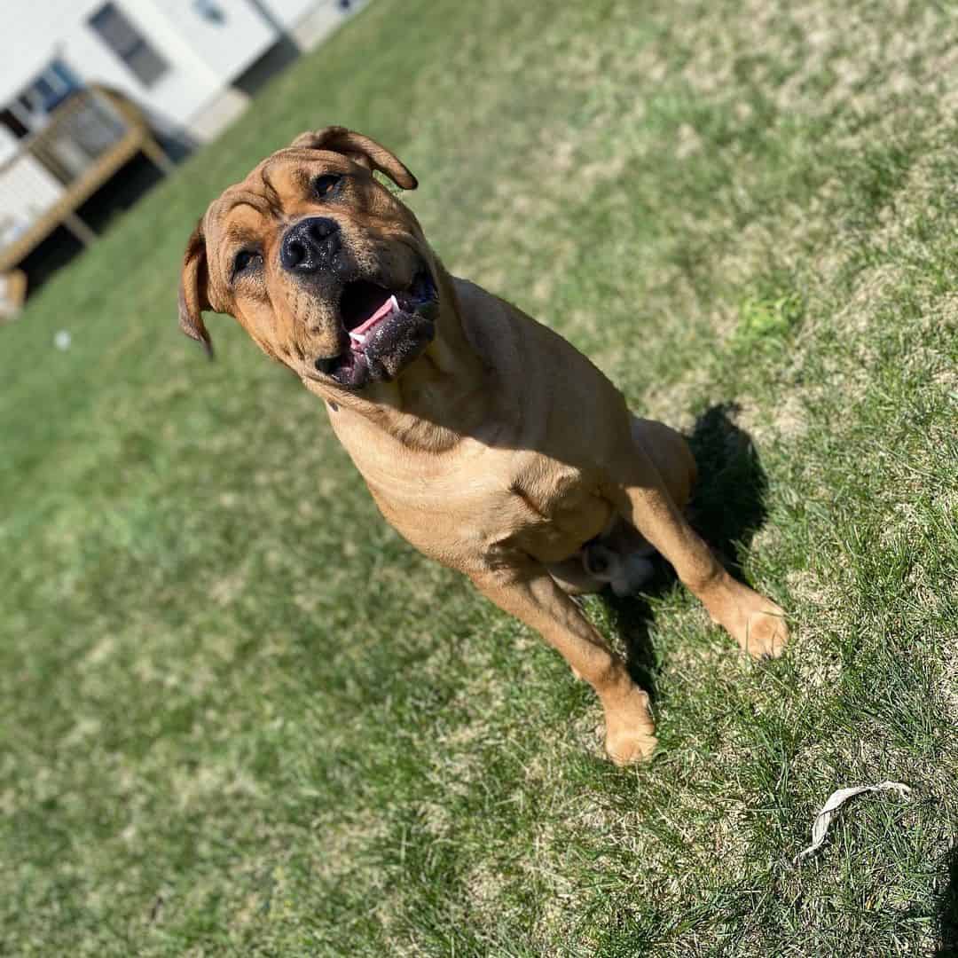 cane corso pitbull mix