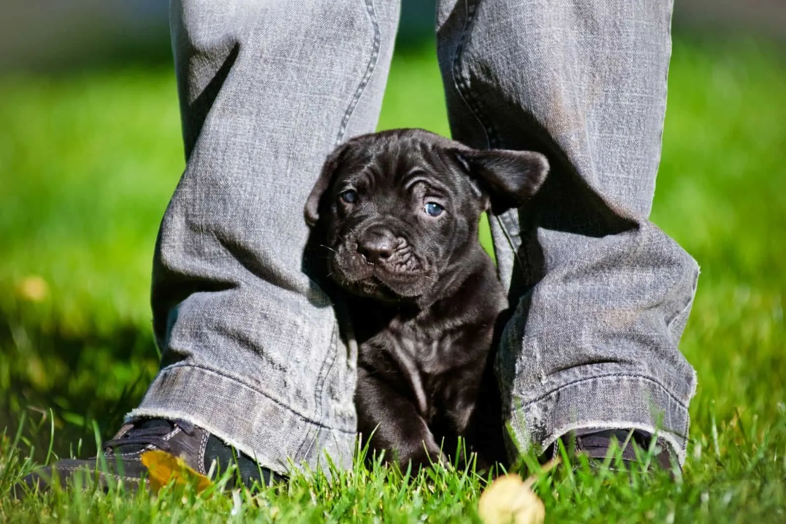 cane corso pitbull puppy in between a person's feet