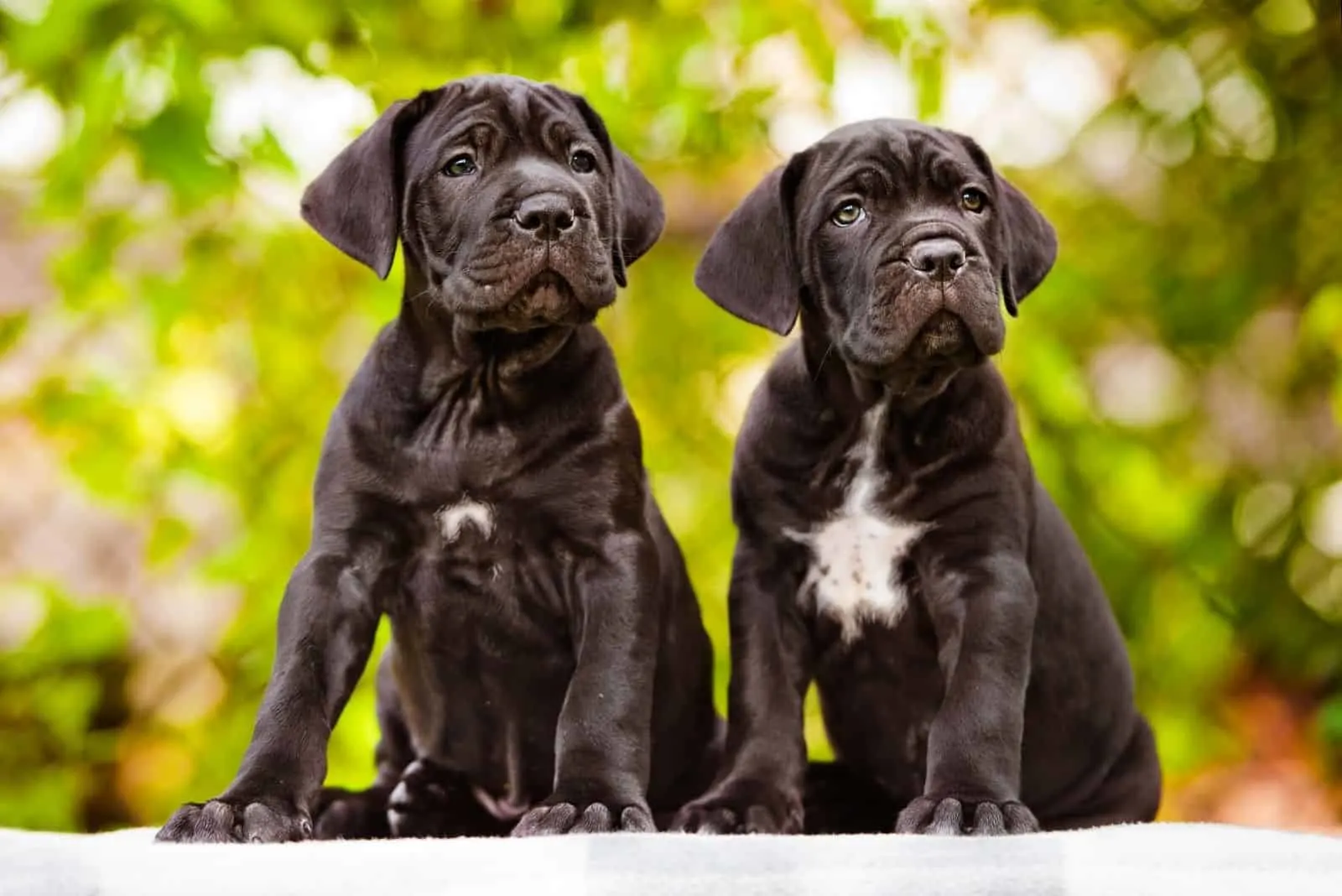 cane corso puppies standing and looking at the same direction