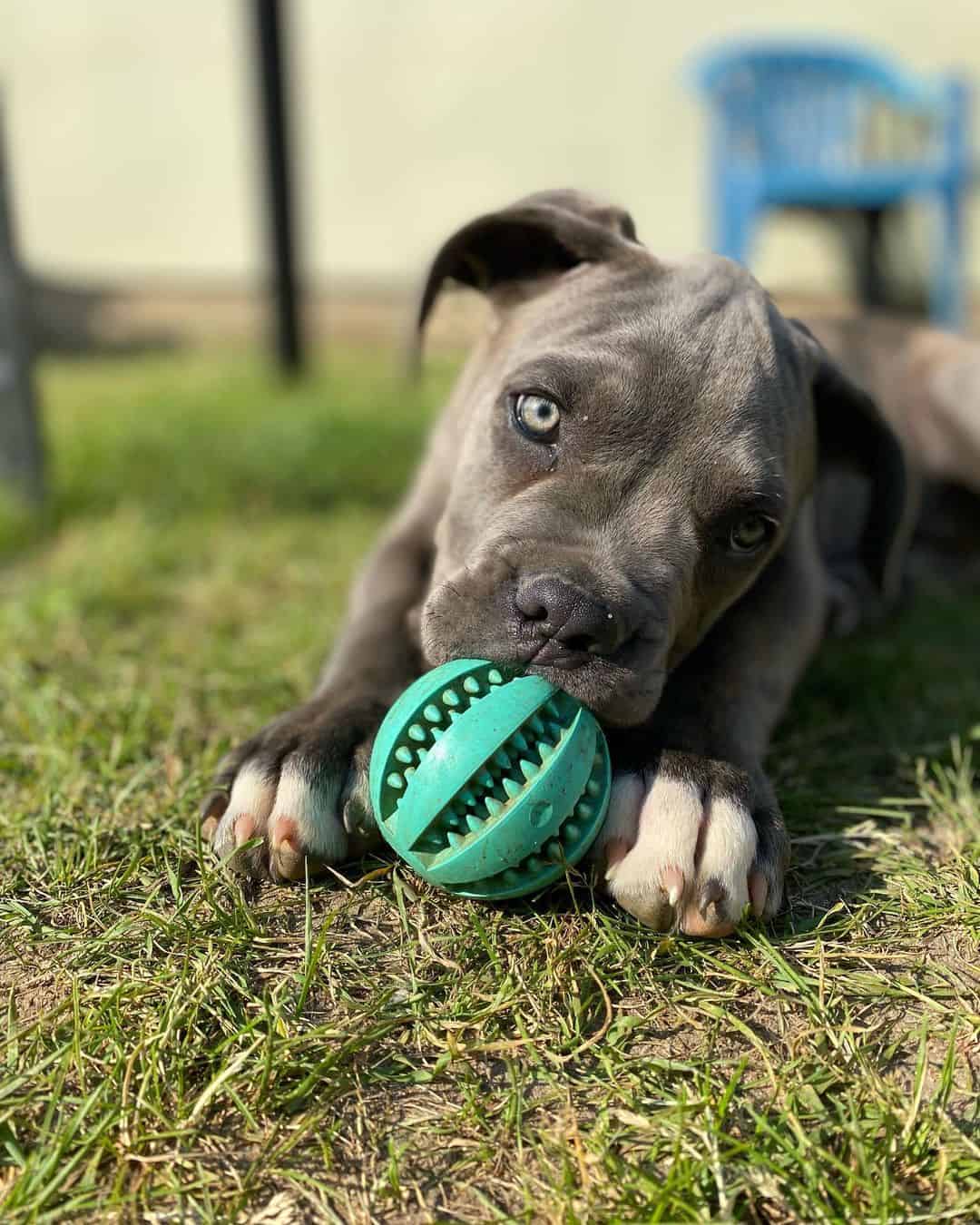 How Much Does A Cane Corso Cost? Are These Dogs Expensive?