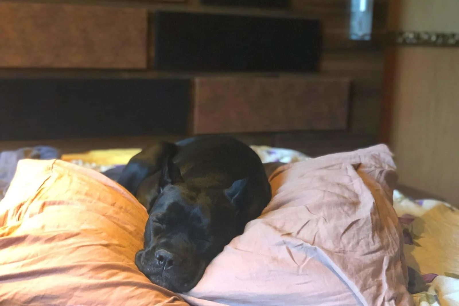 cane corso puppy sleeping inside the bedroom