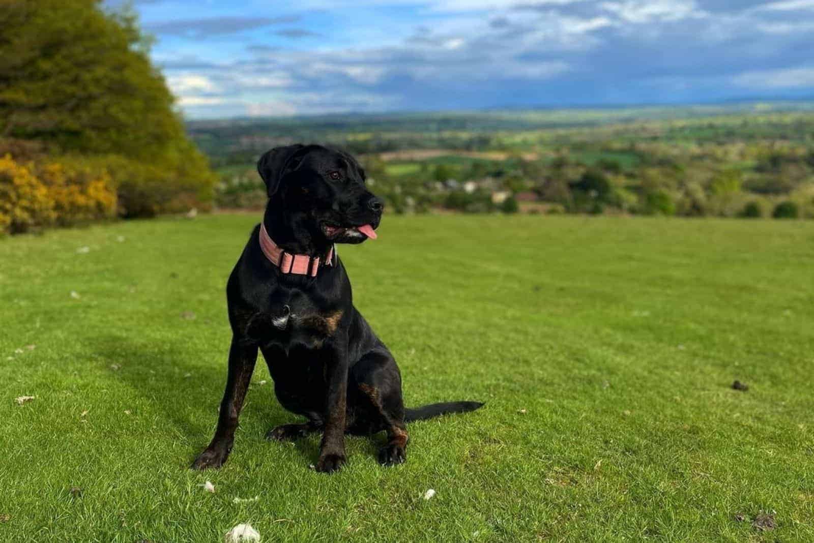 cane corso rottweiler mix rotticorso