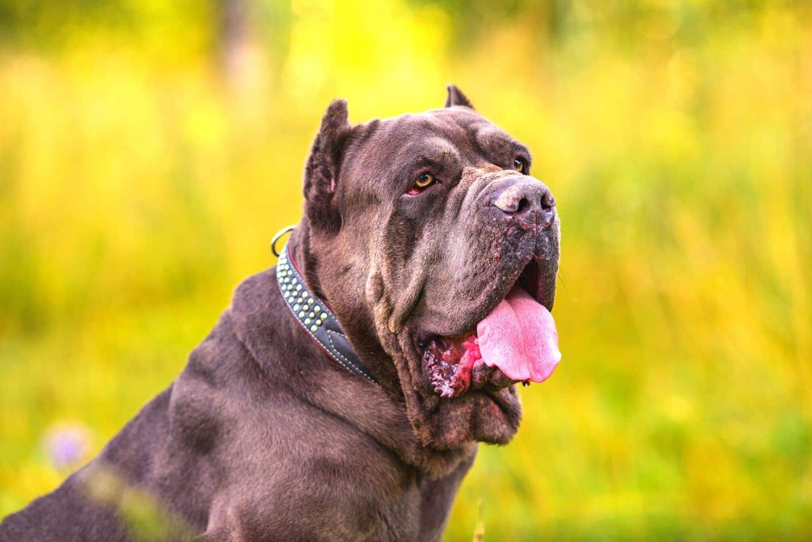 cane corso sticking its tounge out 