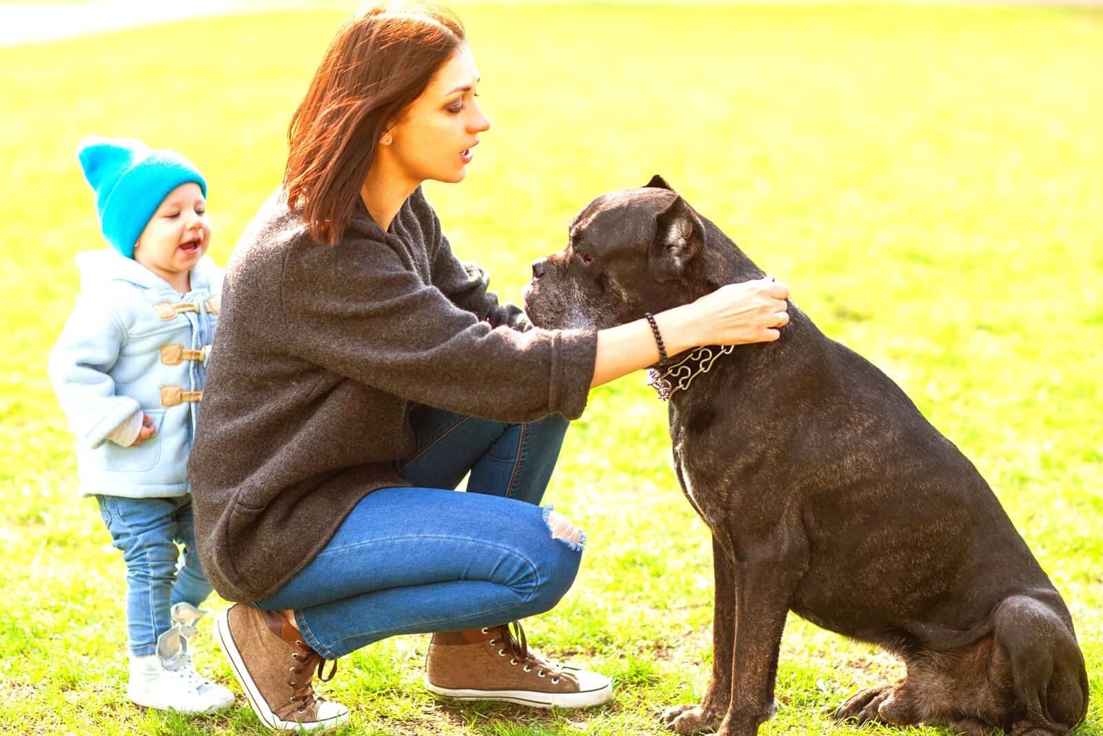 cane corso with its owner and her baby at her back