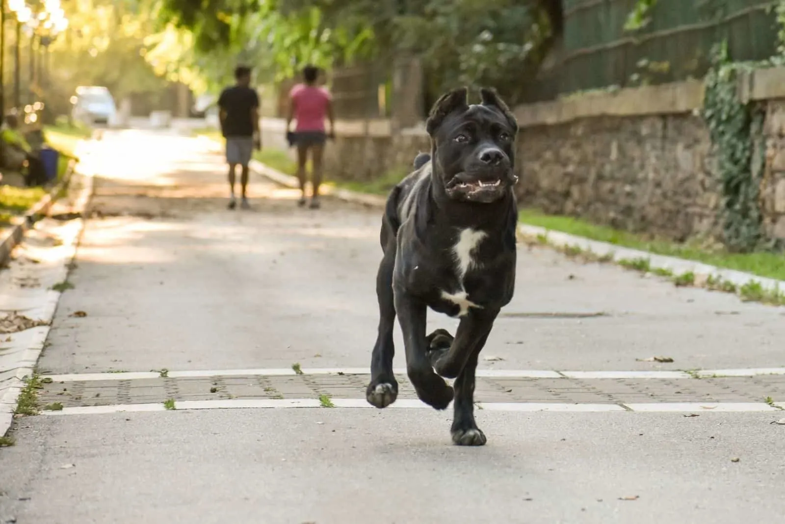 cane pitbull dog running in the street
