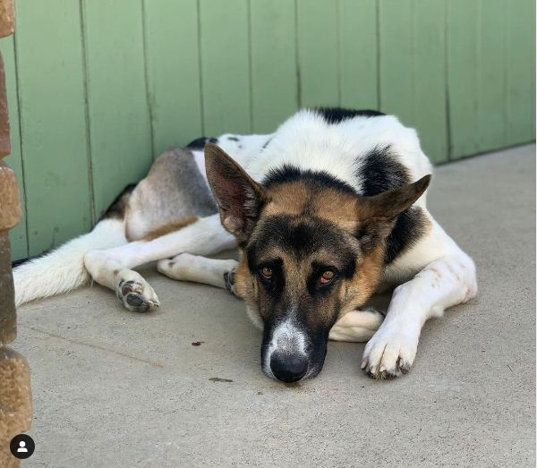 charles the panda german shepherd dog lying down outdoors