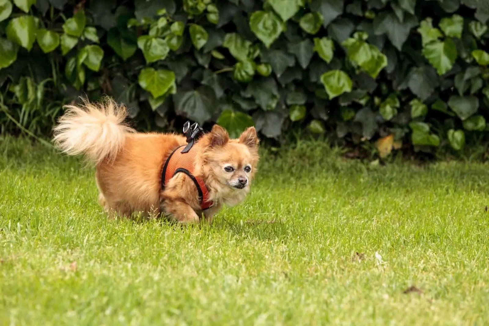 chihuahua corgi pomeranian mix dog with top walking in the field