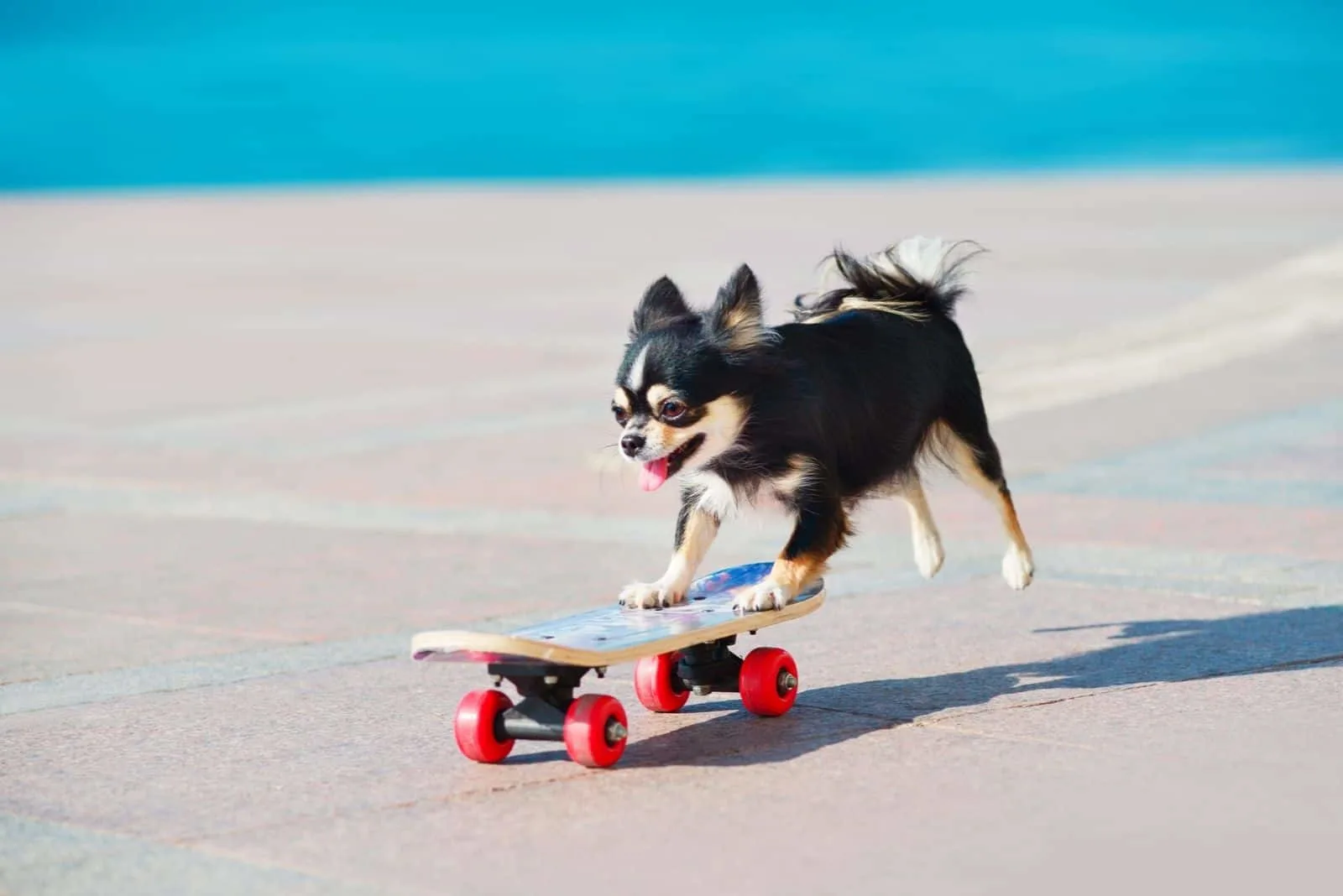 chihuahua dog skating on skates in the street