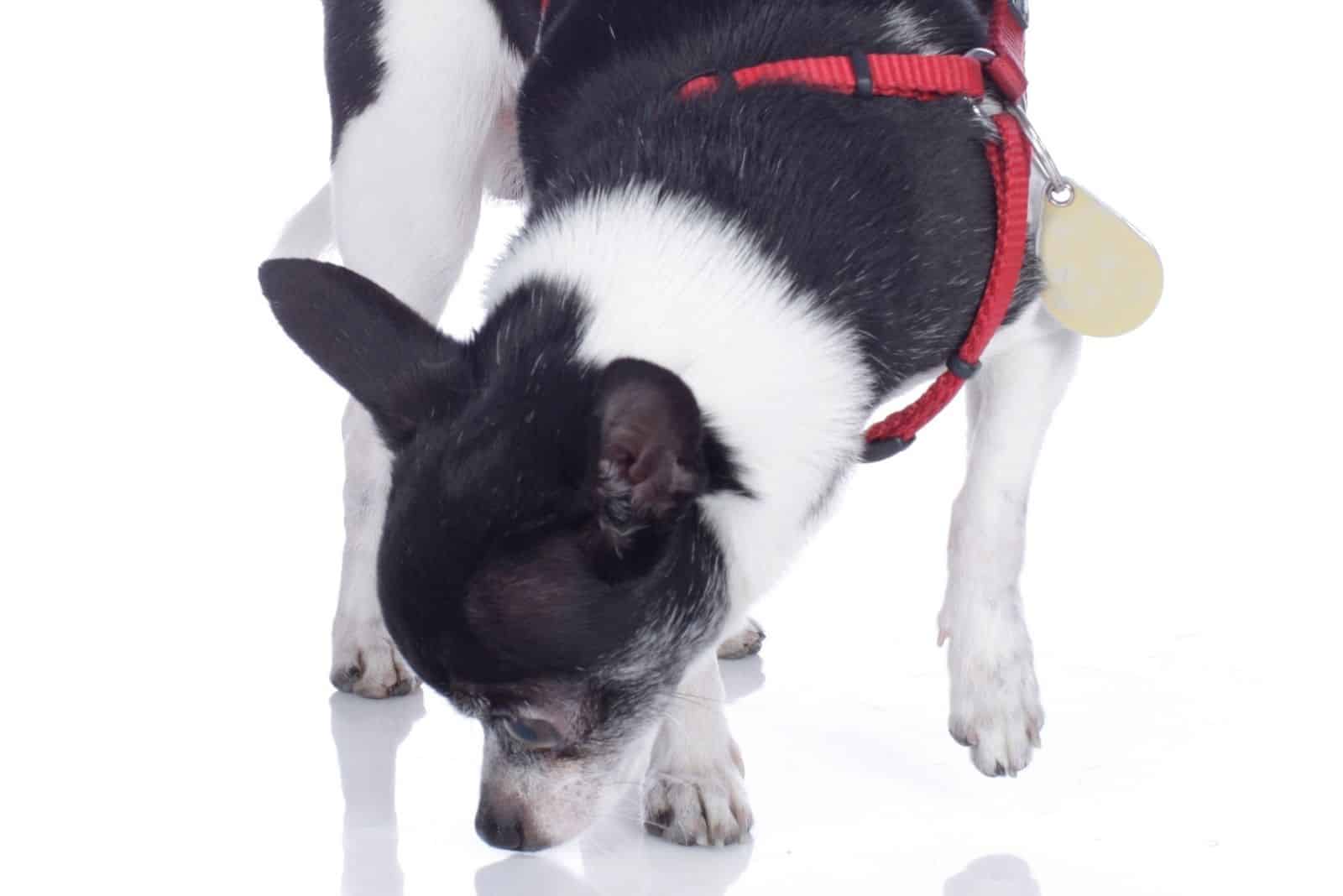 chihuahua dog sniffing on the floor with red leash