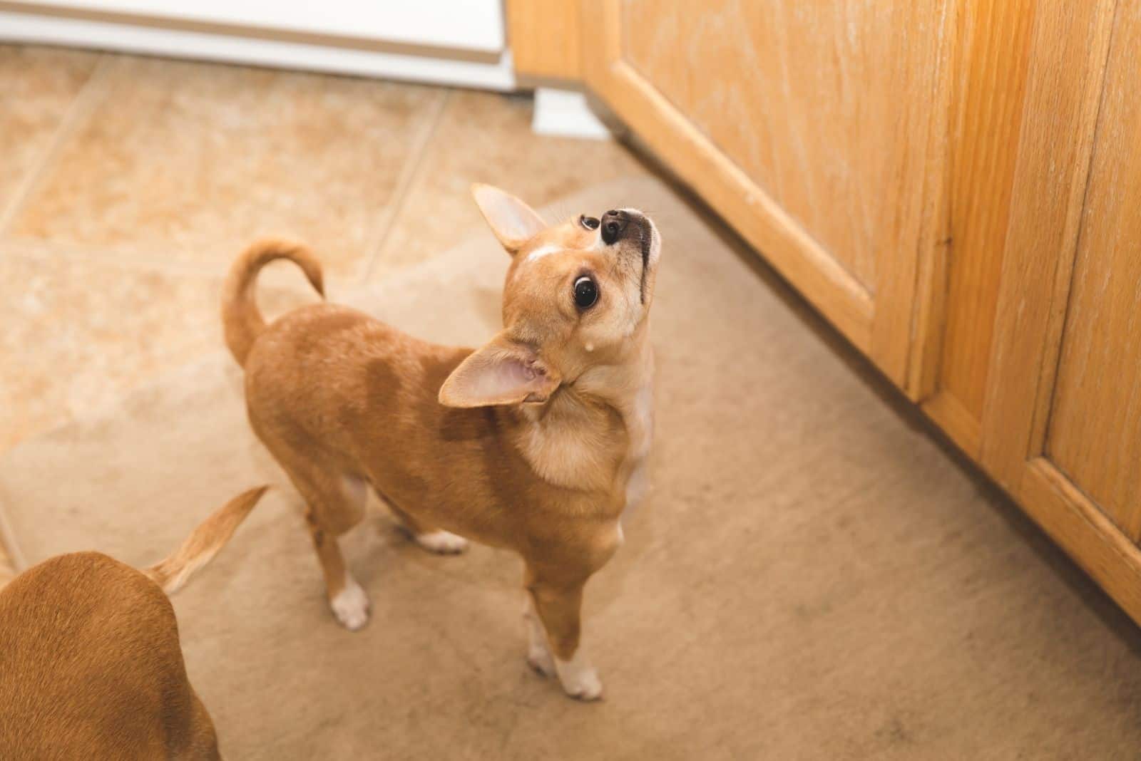chihuahua dog sniffs and looking for something upwards