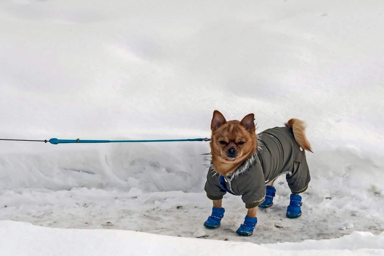 chihuahua in boots and winter clothes outdoors during winter