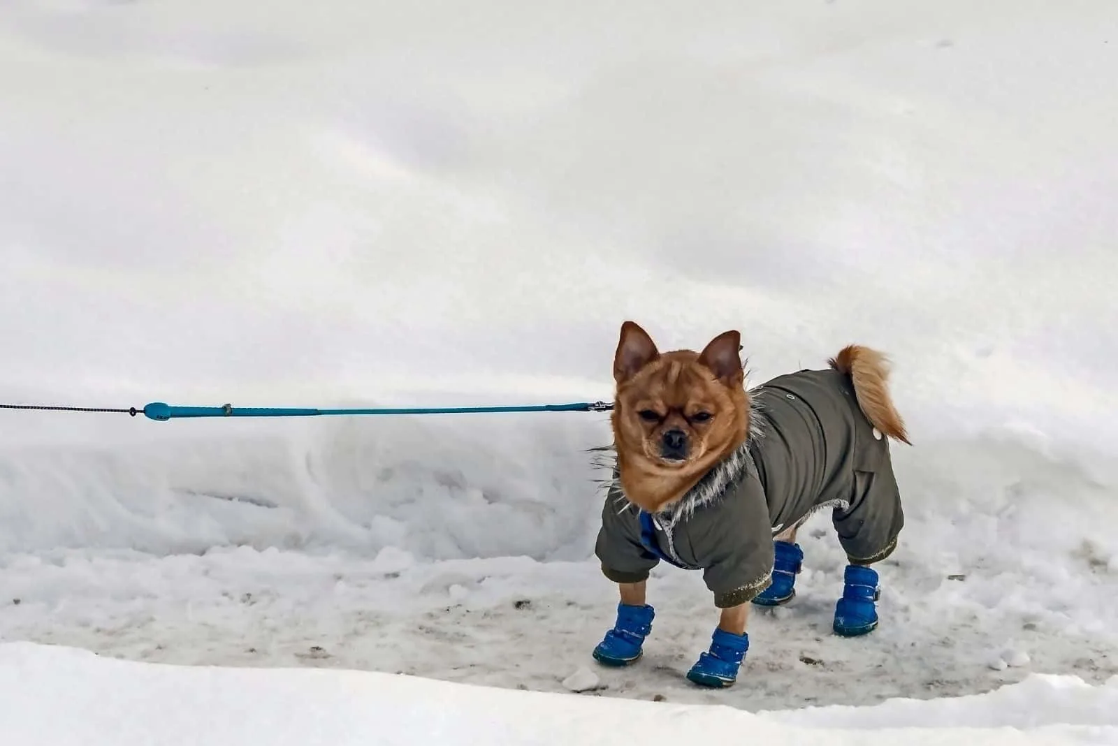 how do you potty train a puppy in the winter