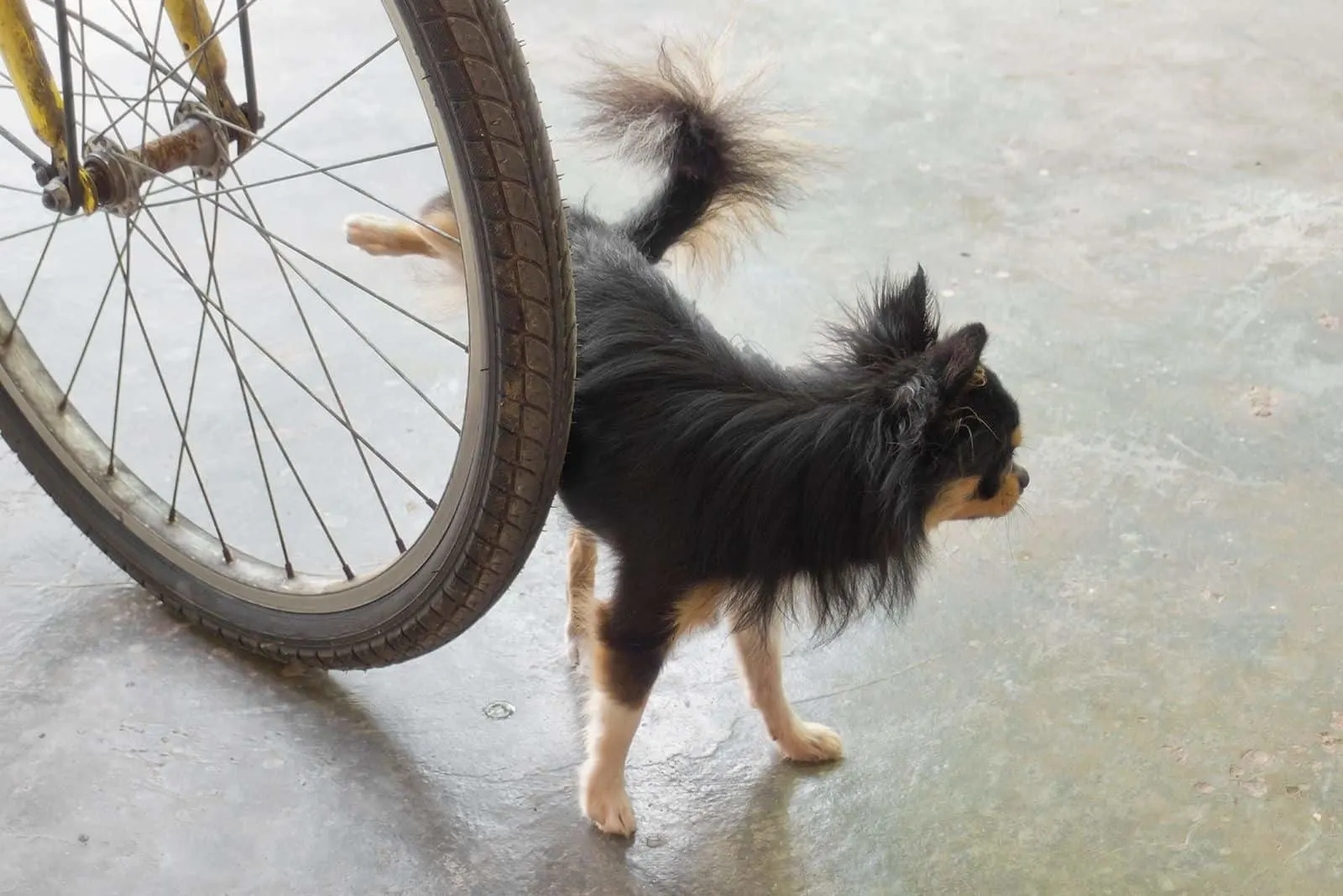 chihuahua peeing on wheel of the bicycle