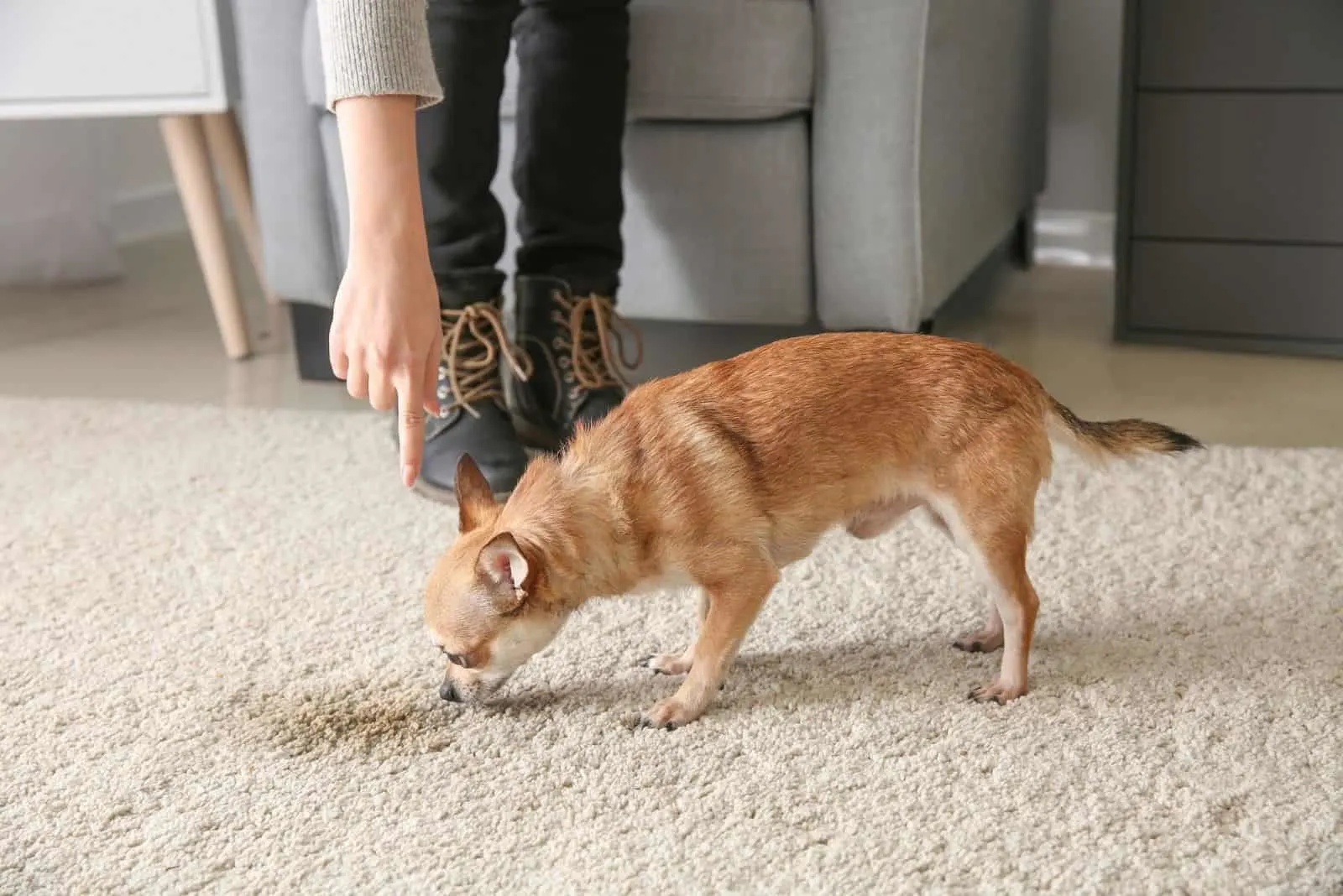 chihuahua smelling wet part on the carpet as pointed by the owner inside the house 
