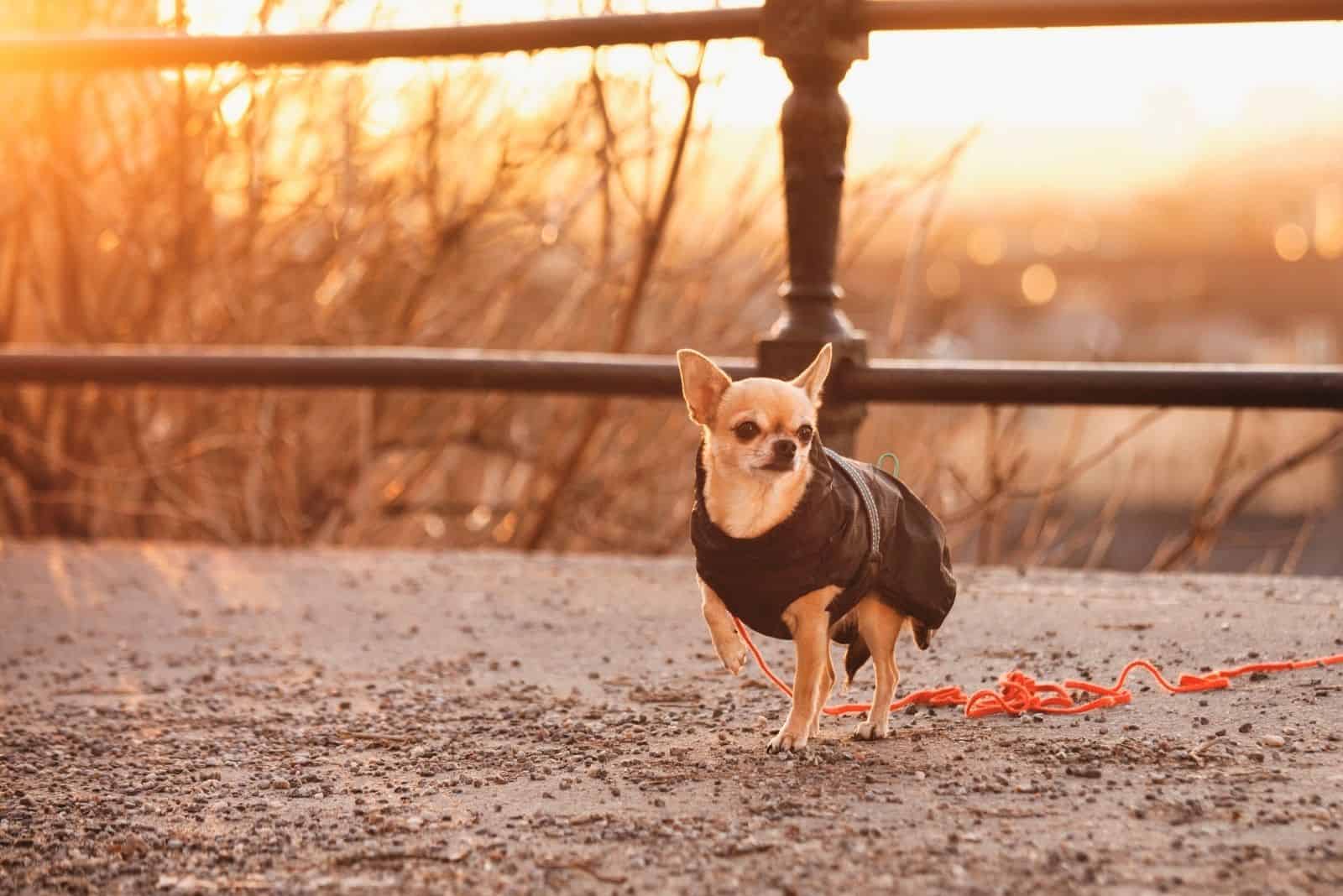 chihuahua standing outdoors during golden hour