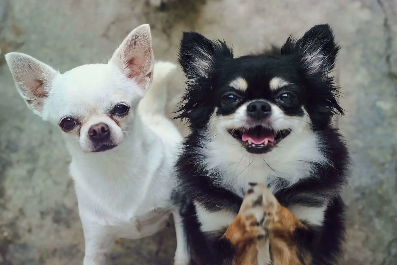 chihuahuas of two kinds adorable white short hair and black white long hair