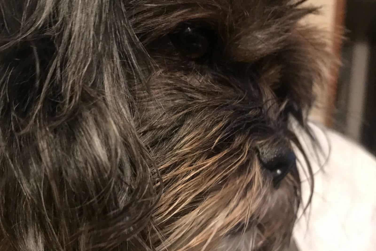 choco shih tzu dog in close up sideview image