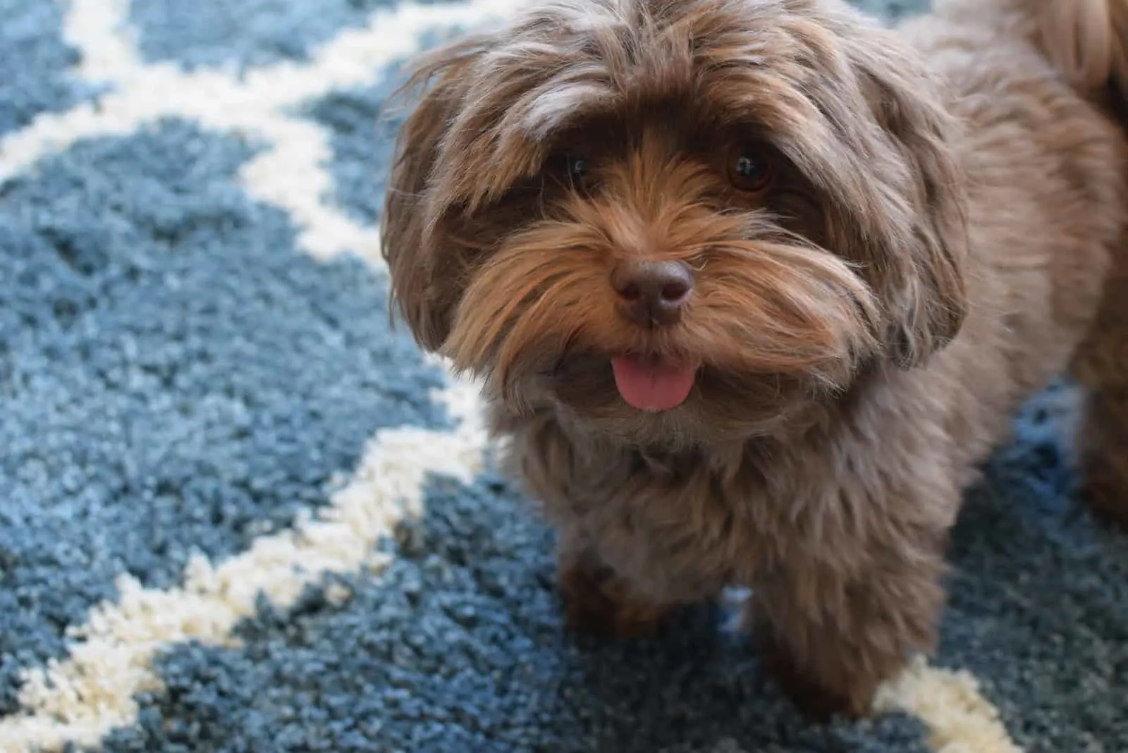 chocolate Havanese puppy with tongue sticking out