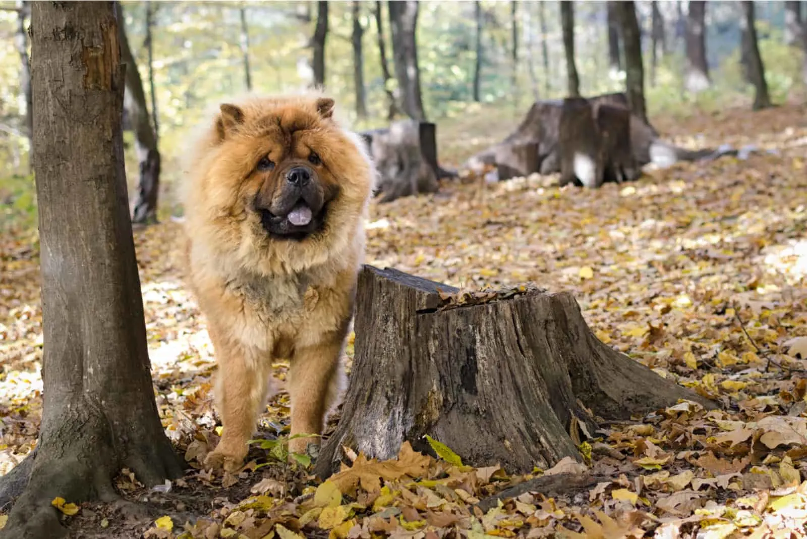 chow chow dog in forest