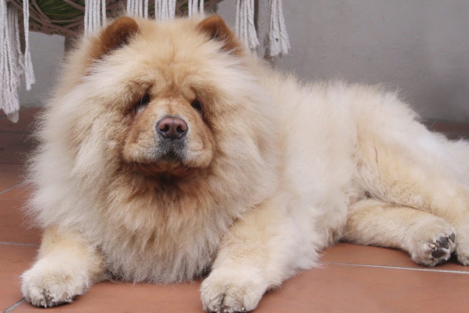 How Much Does A Chow Chow Cost: Puppy Price And Expenses