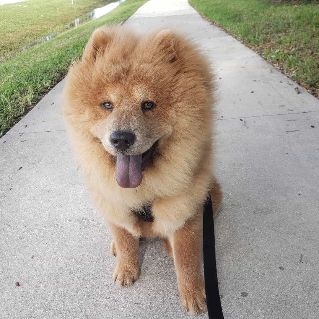 cinnamon chow chow