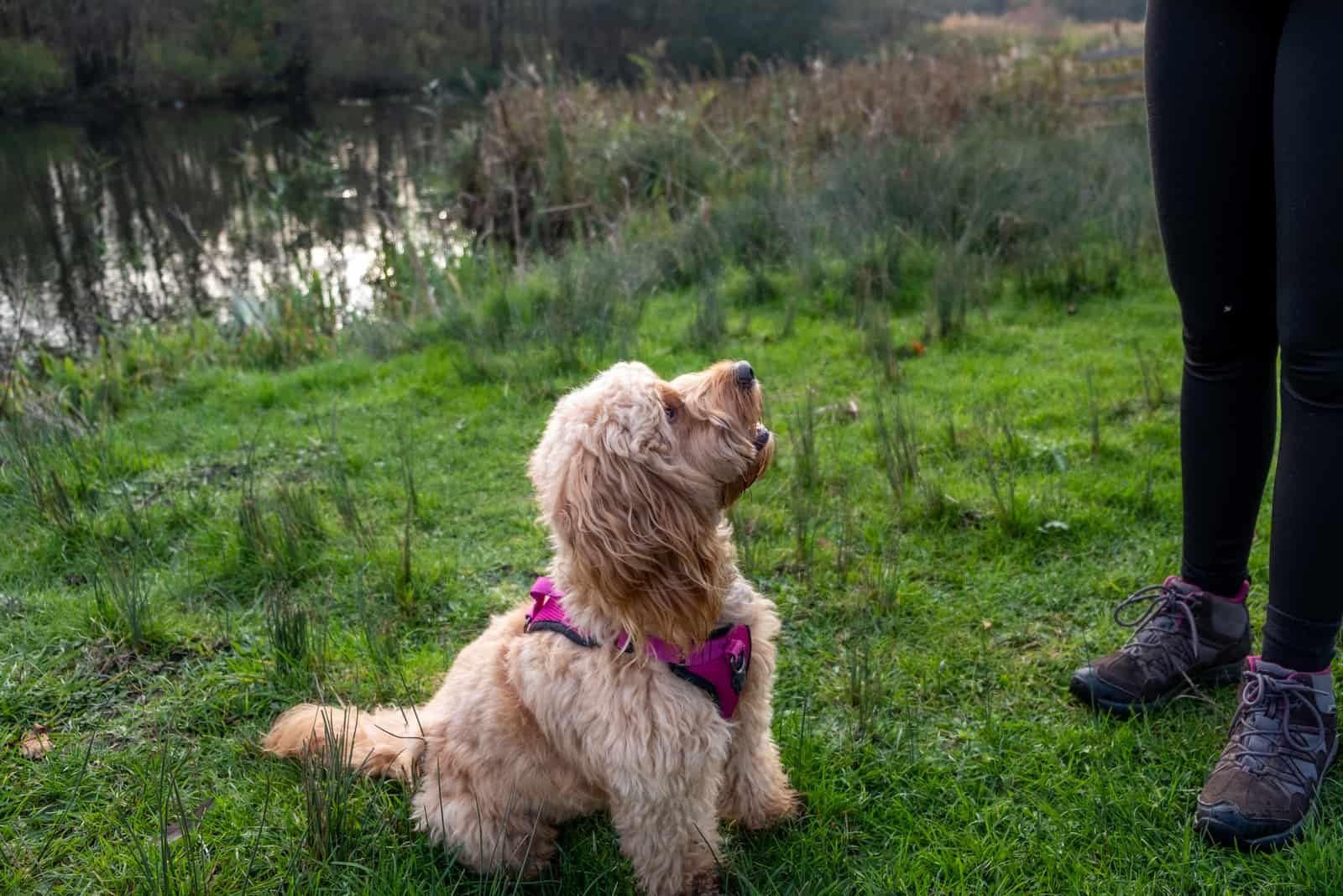 cockapoo looking up at owner