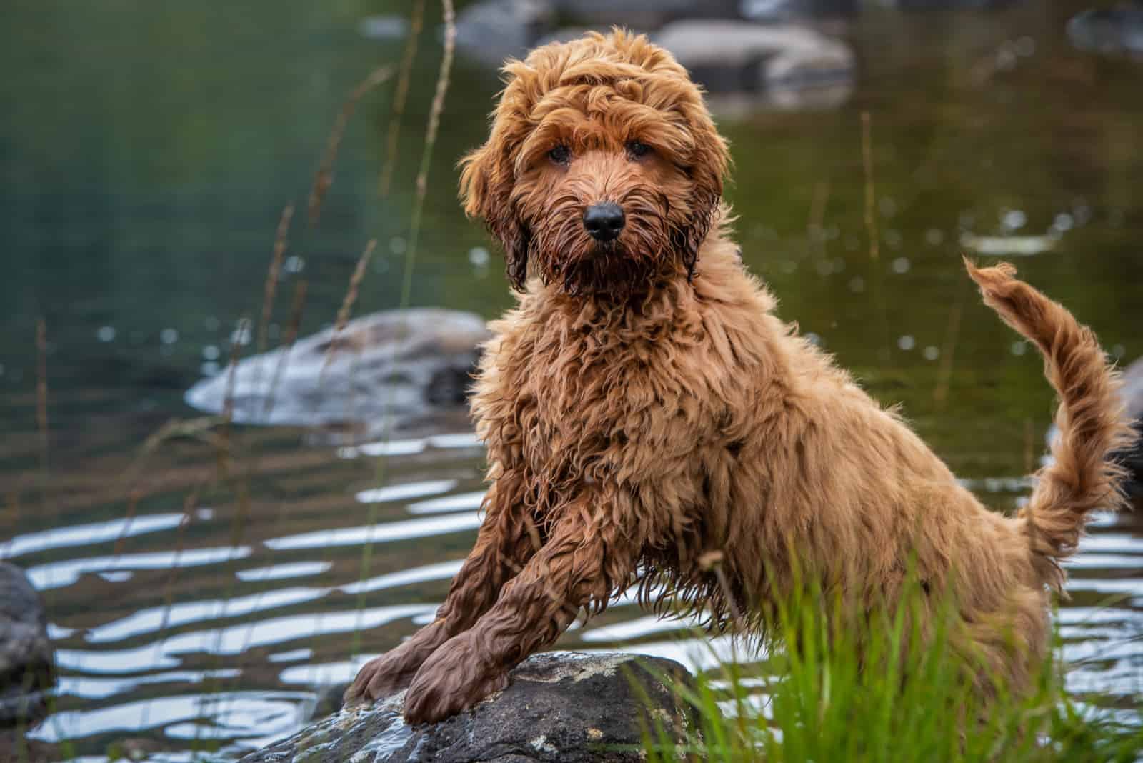 cockapoo puppy standing on a rock