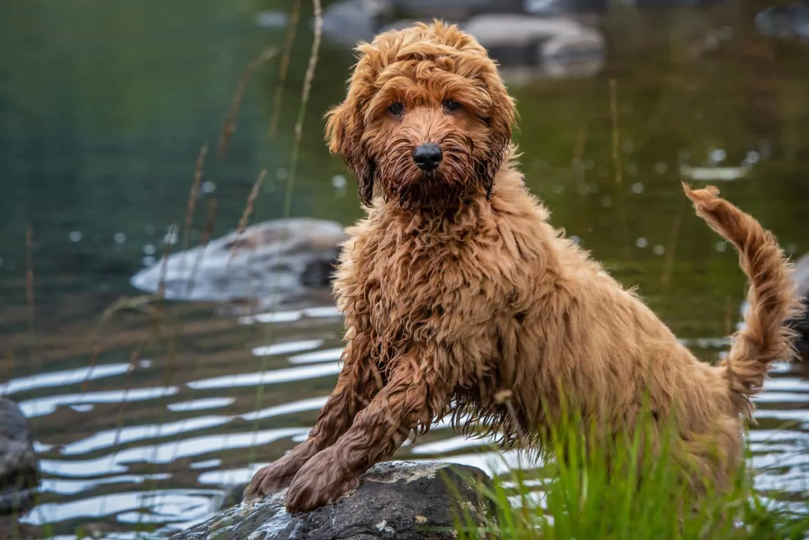 cockapoo puppy standing on a rock