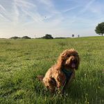 Cockapoo Training: Do It The Right Way