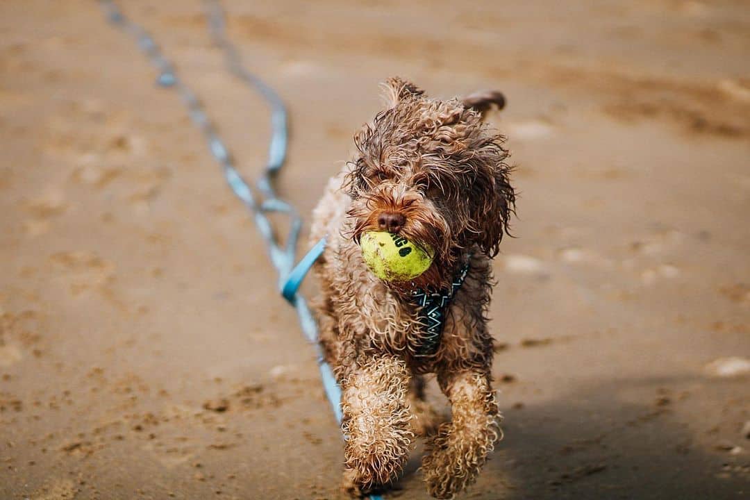 cockapoo training