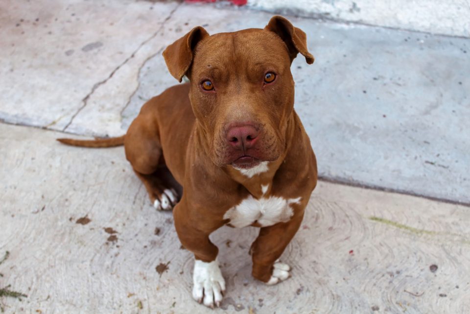 all-about-the-pitbull-price-how-much-do-these-dogs-cost
