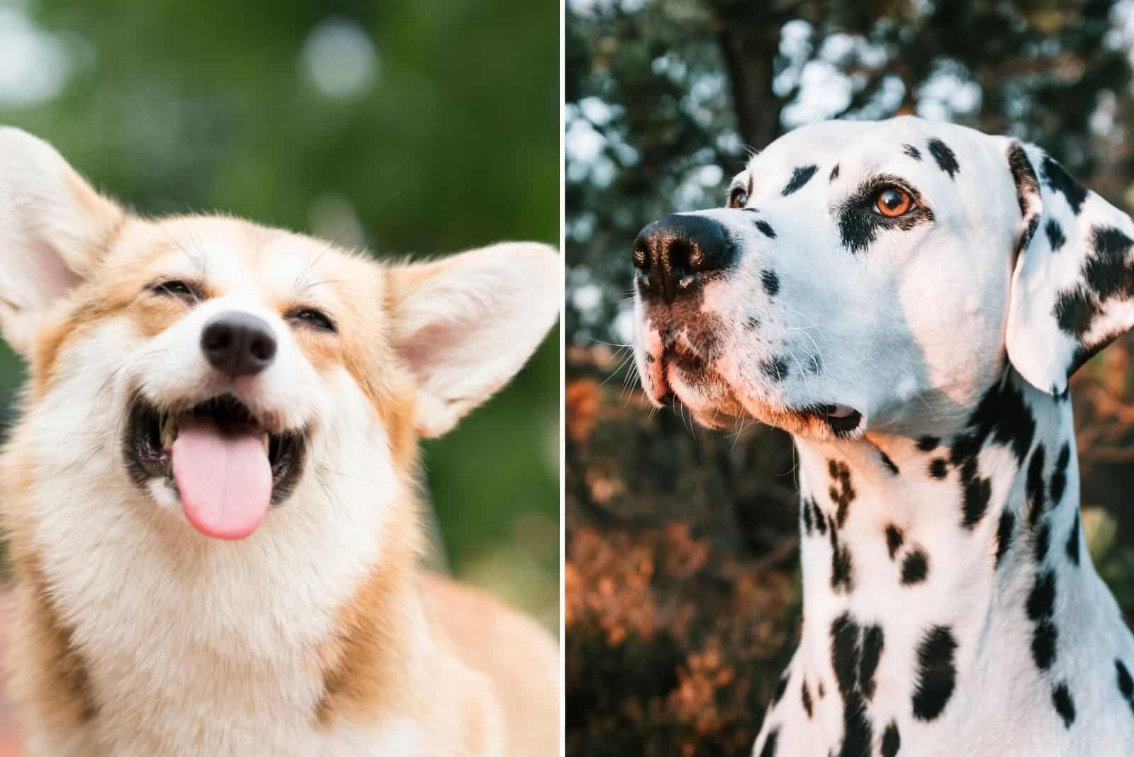 corgi and dalmatian in nature