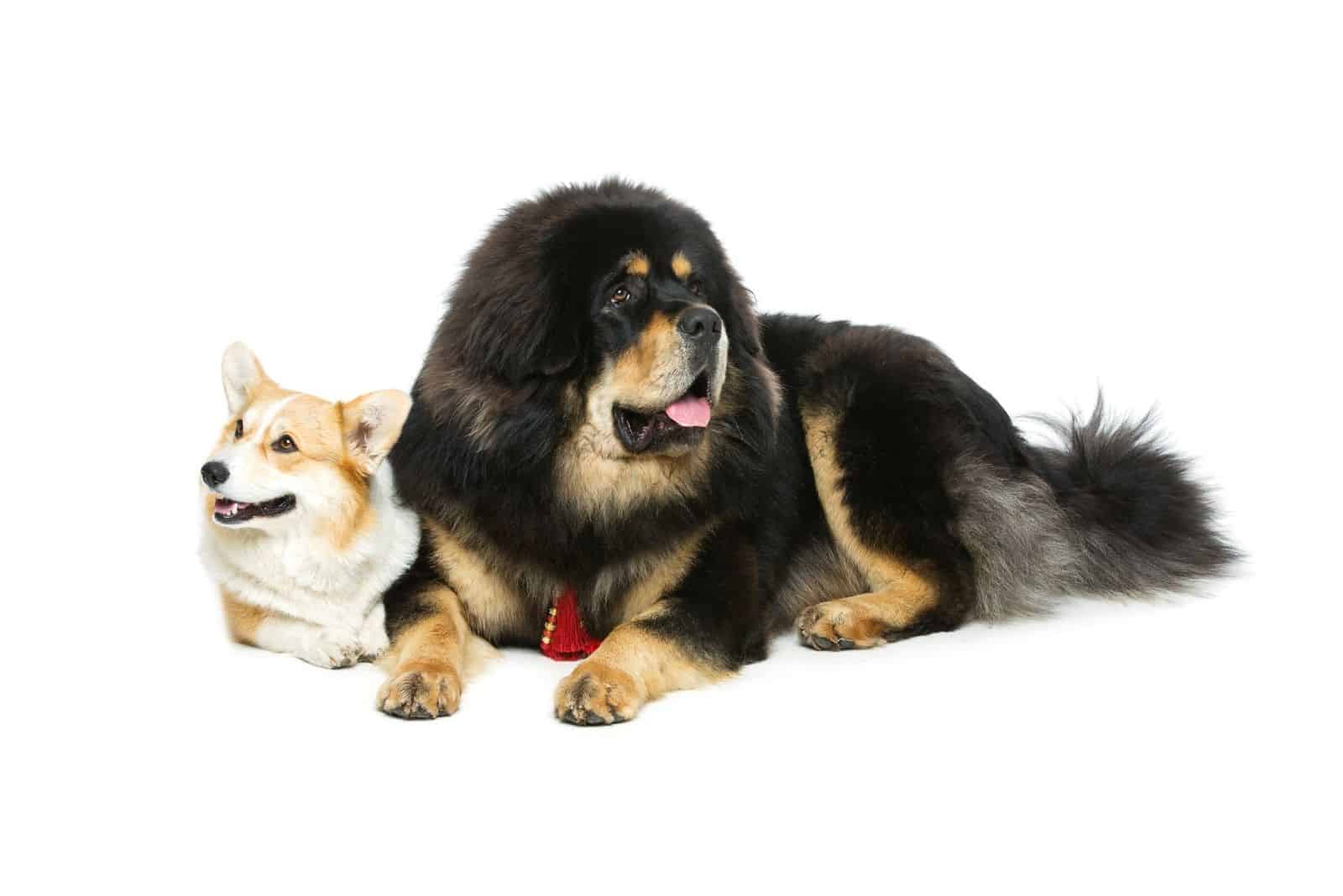 corgi and mastiff dog lying down in white background