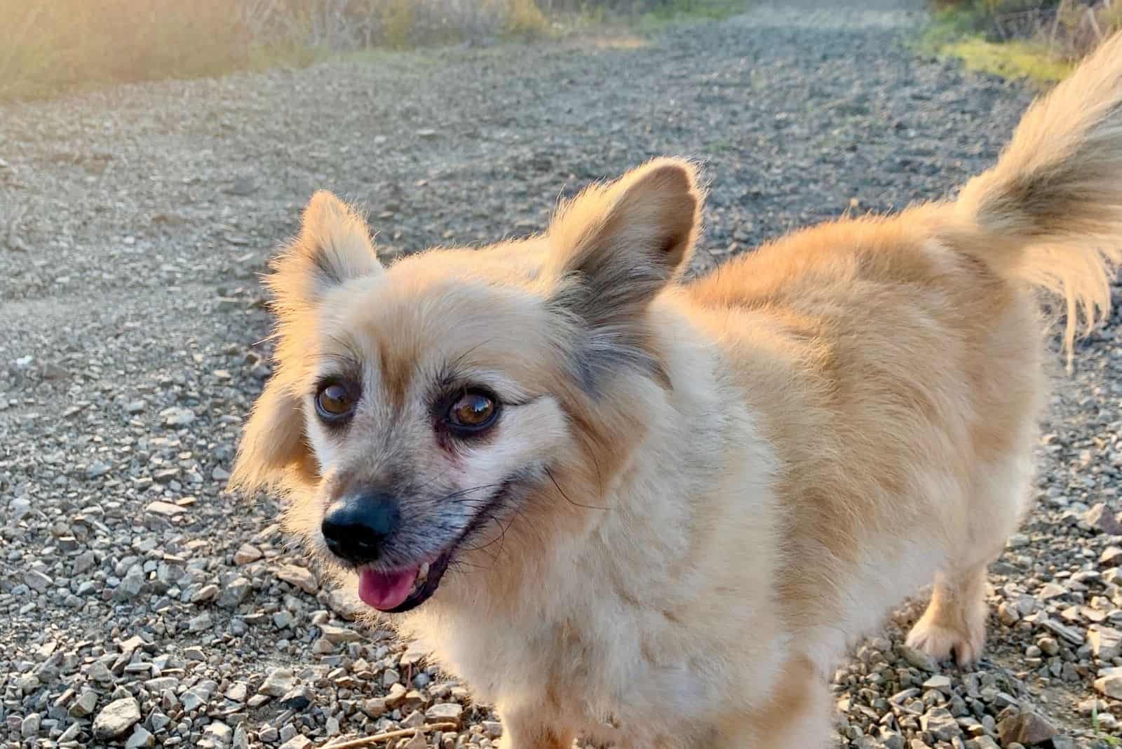 corgi and pomeranian mix dog walking outdoors