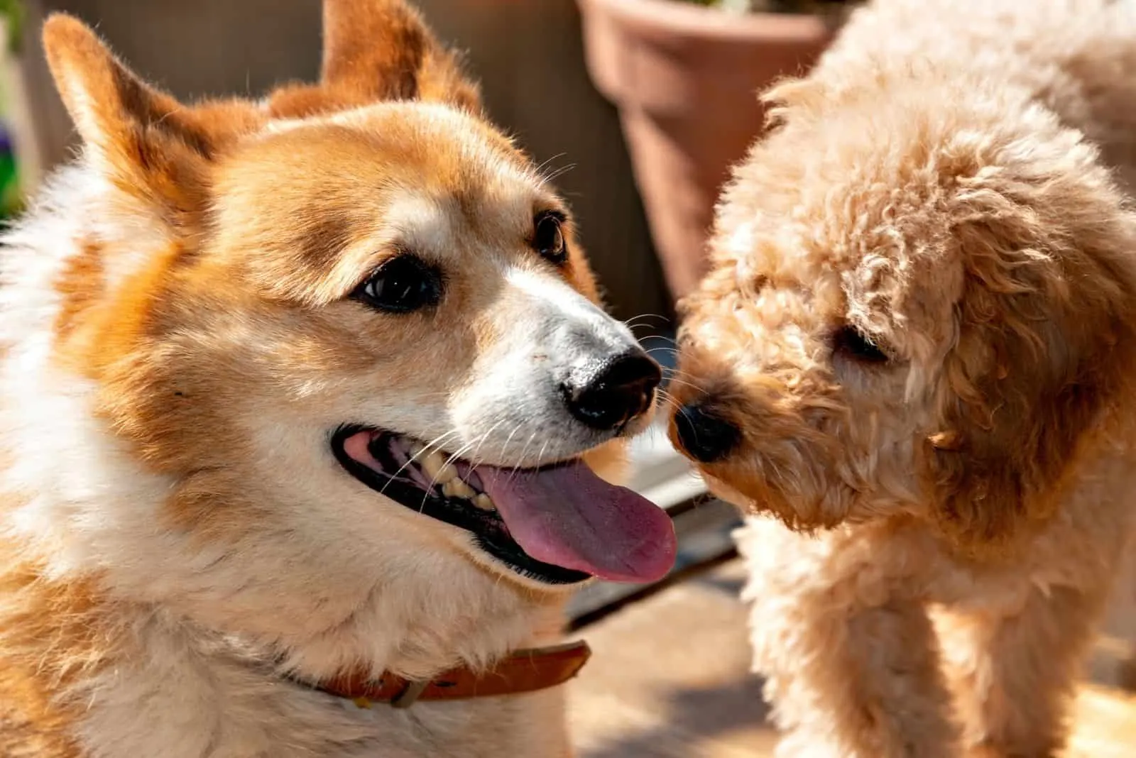 corgi and poodle meeting for the first time