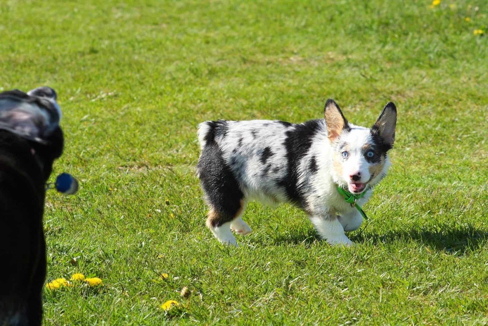 corgi aussie dog playing in the field